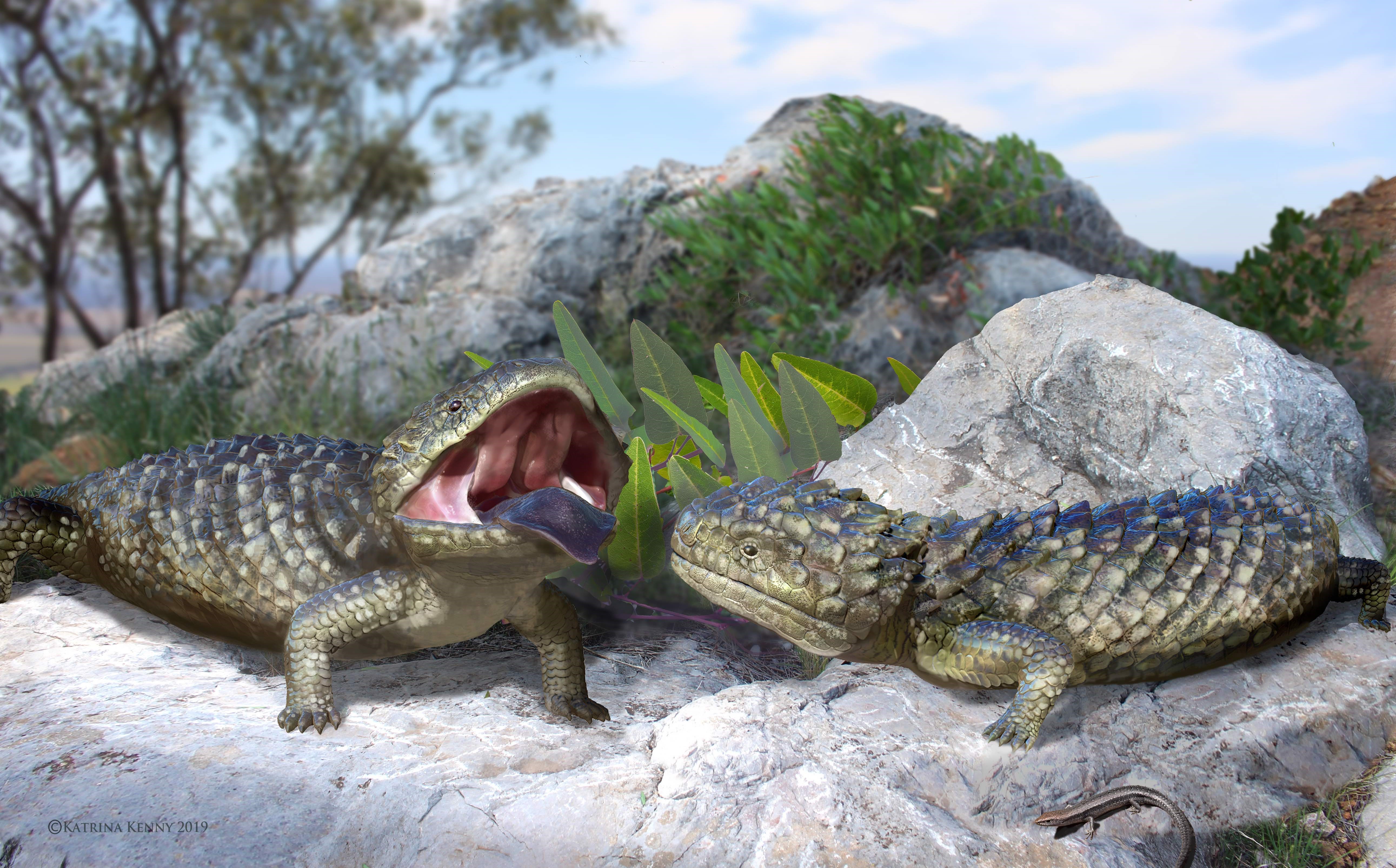  The giant extinct skink Tiliqua frangens (Frangens for short) was 1000x the size of a typical garden skink (front right).  Reconstruction by Katrina Kenny CC BY-NC-ND
