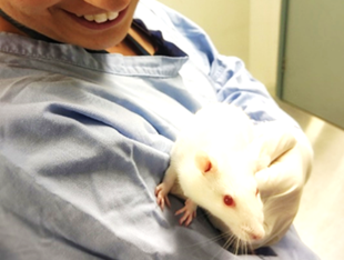 Credit: ANZCCART - The use of mice and rats in scientific research is more widely accepted than other species – but acceptability varies with the type of research.