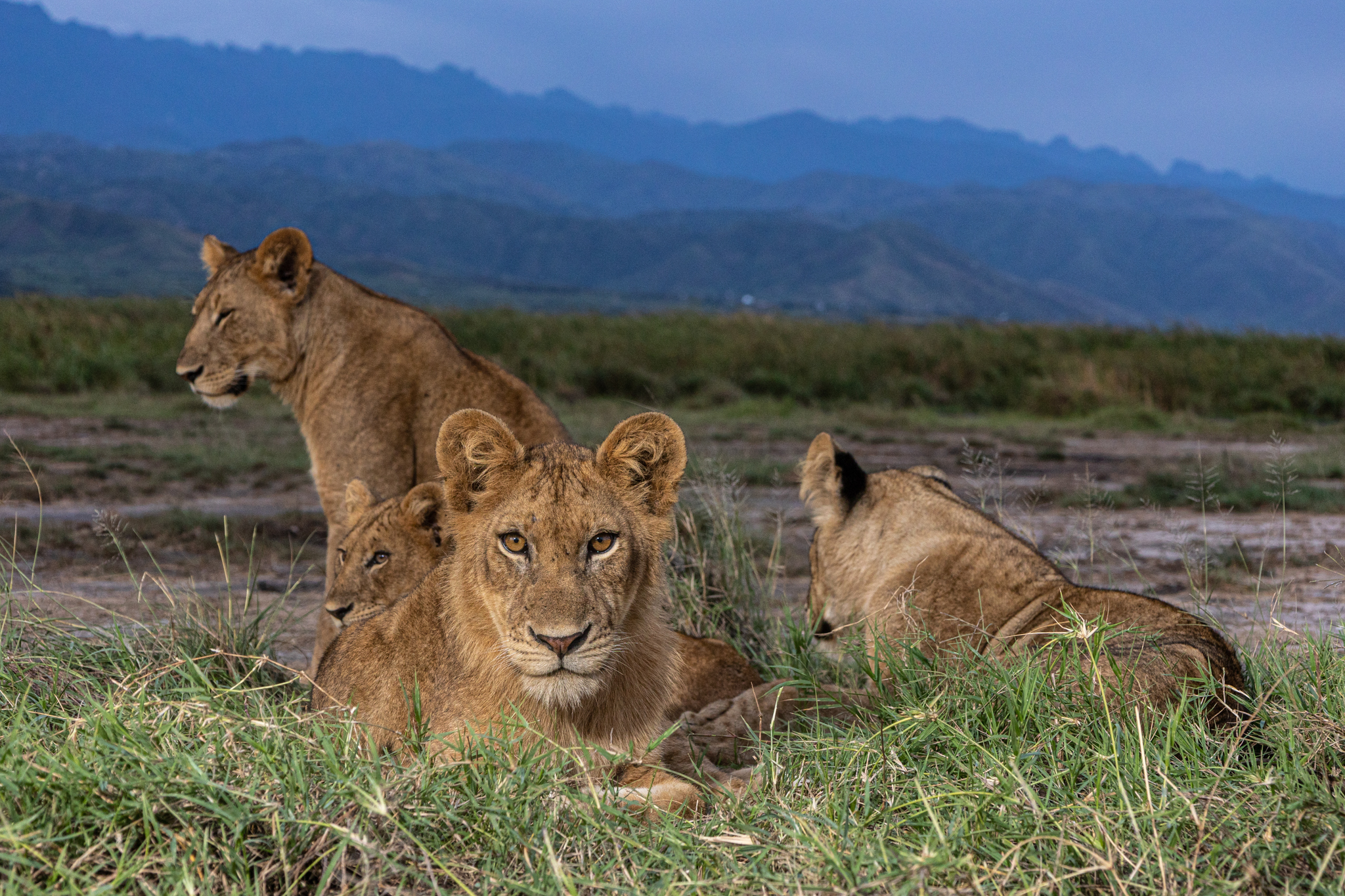 African lions in Queen Elizabeth National Park. Credit: Alexander Braczkowski