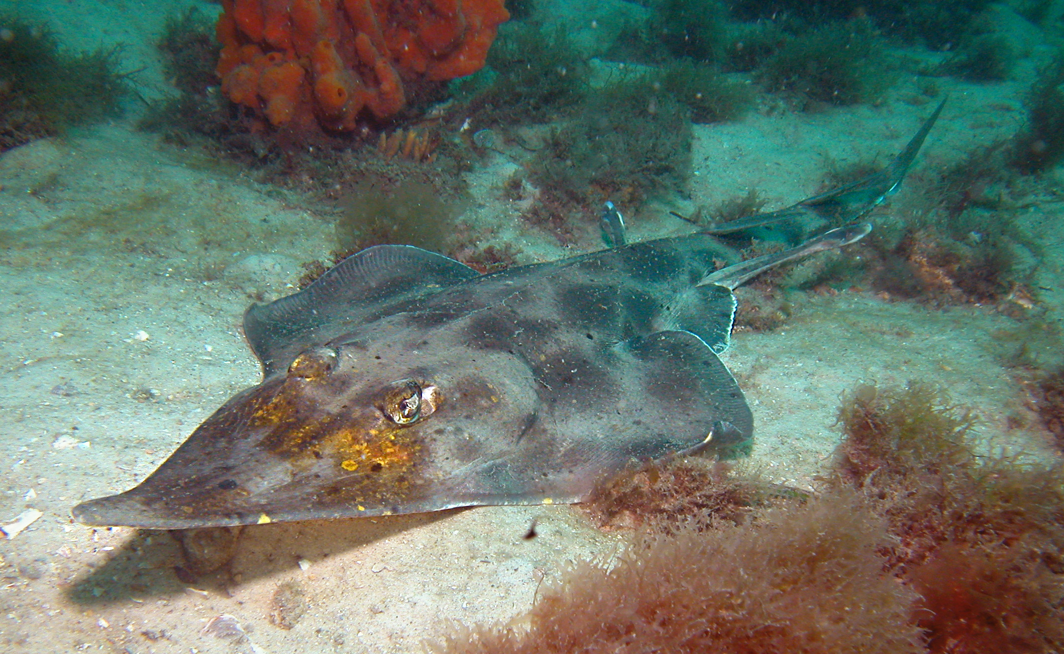 One of the species included in the SAFS Reports: An Eastern Shovelnosed Ray by Dave Harasti