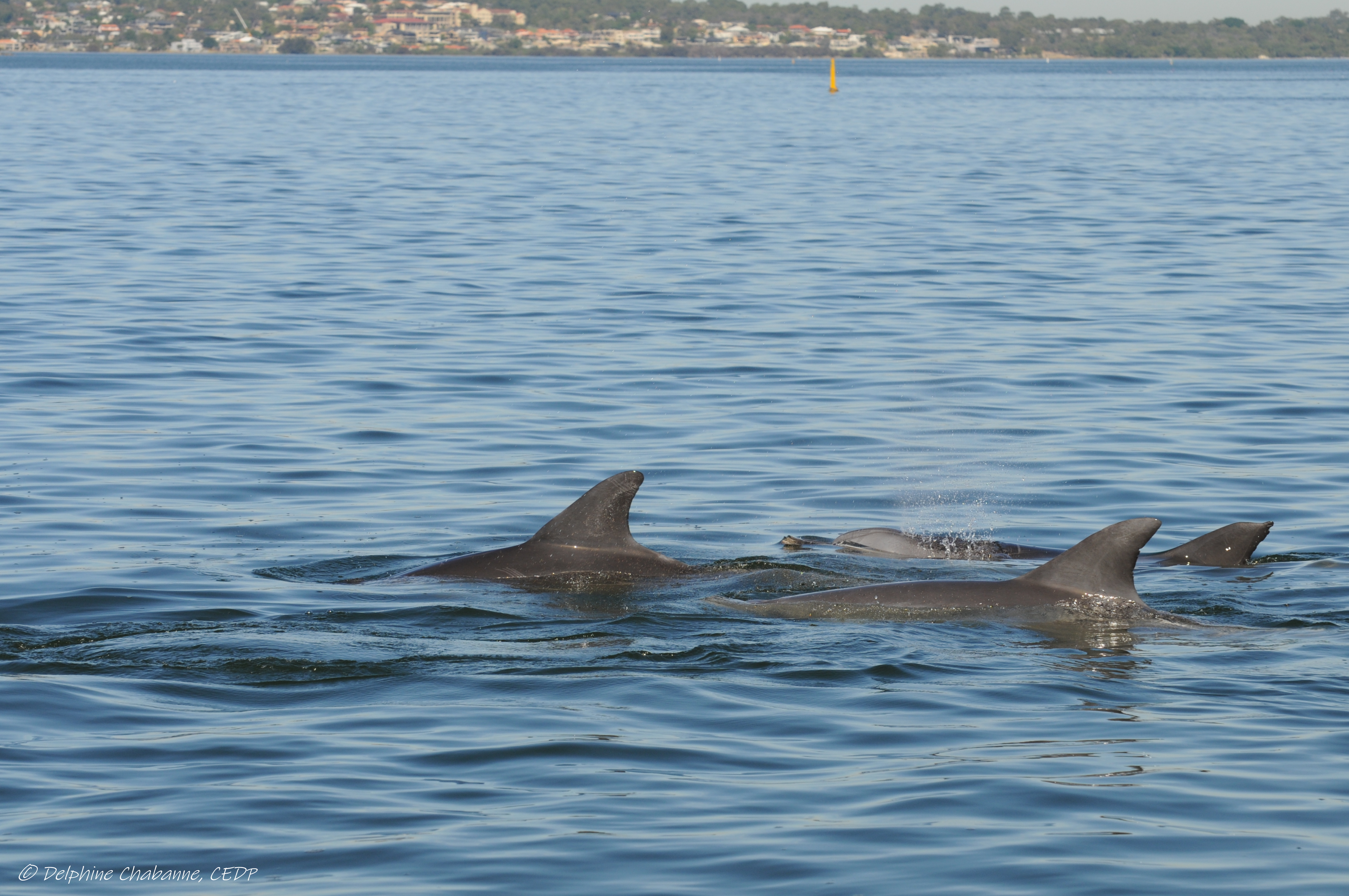 Dr Delphine Chabanne, Murdoch University