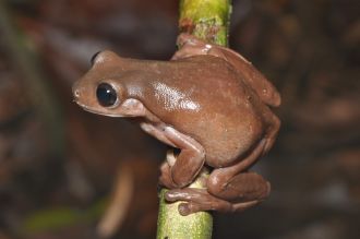 Litoria Mira 