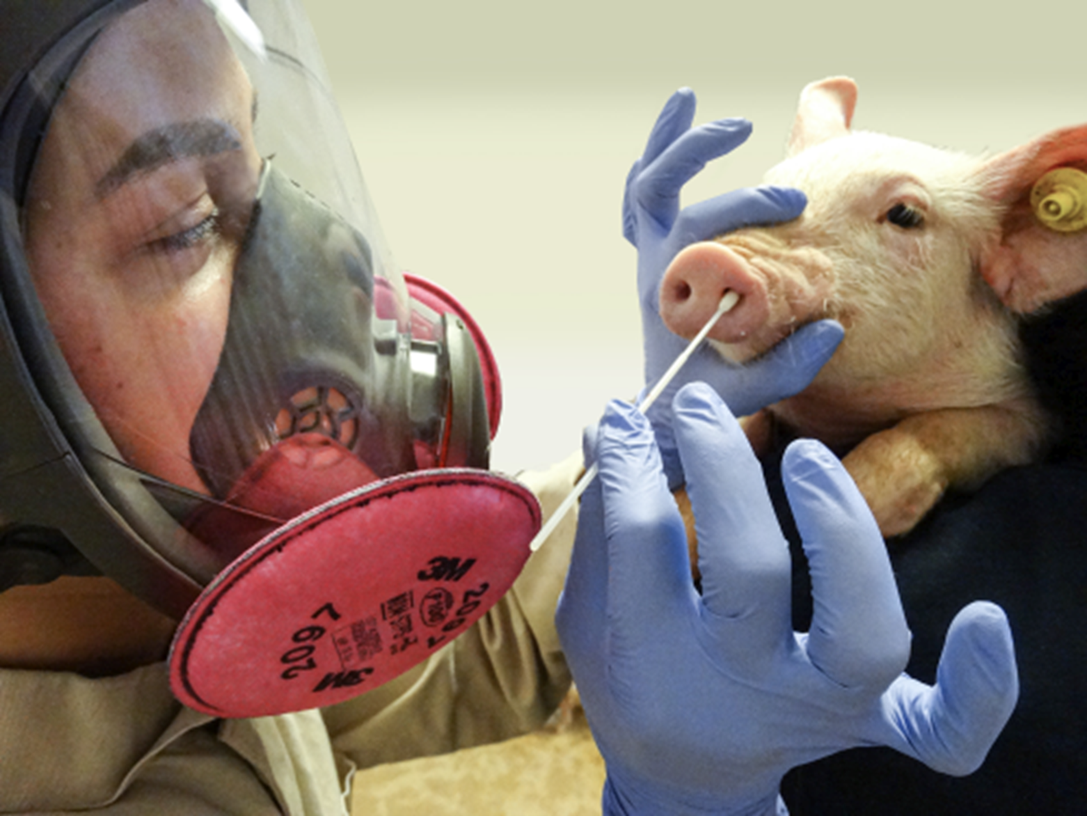 Dr. Giovana Ciacci Zanella swabbing a pig snout to gather samples to test for influenza A virus. Credit: M.Marti and A.Grimes, USDA (CC-BY 2.0)