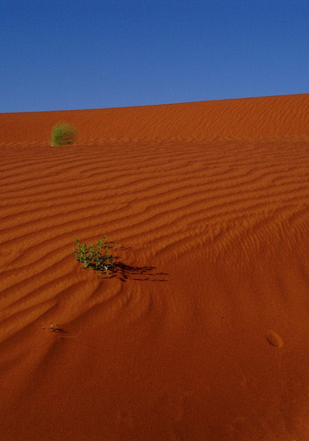 Credit: Professor Glenda Wardle