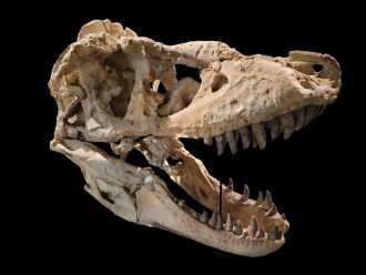 Tarbosaurus, gigantic Mongolian tyrannosaur species