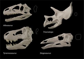 Skulls of different dinosaurs