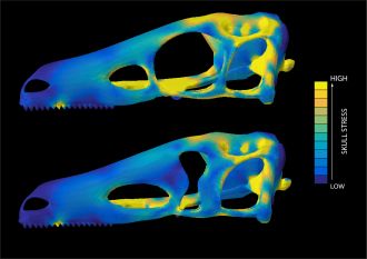 Computer simulations of hypothetical dinosaur skulls