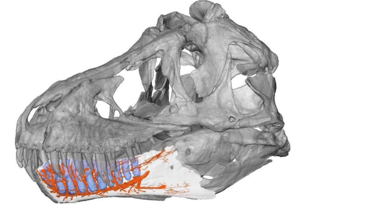 Hypothesized distribution of nerves in the mandible of Tyrannosaurus (orange). Credit: Kawabe and Hattoria