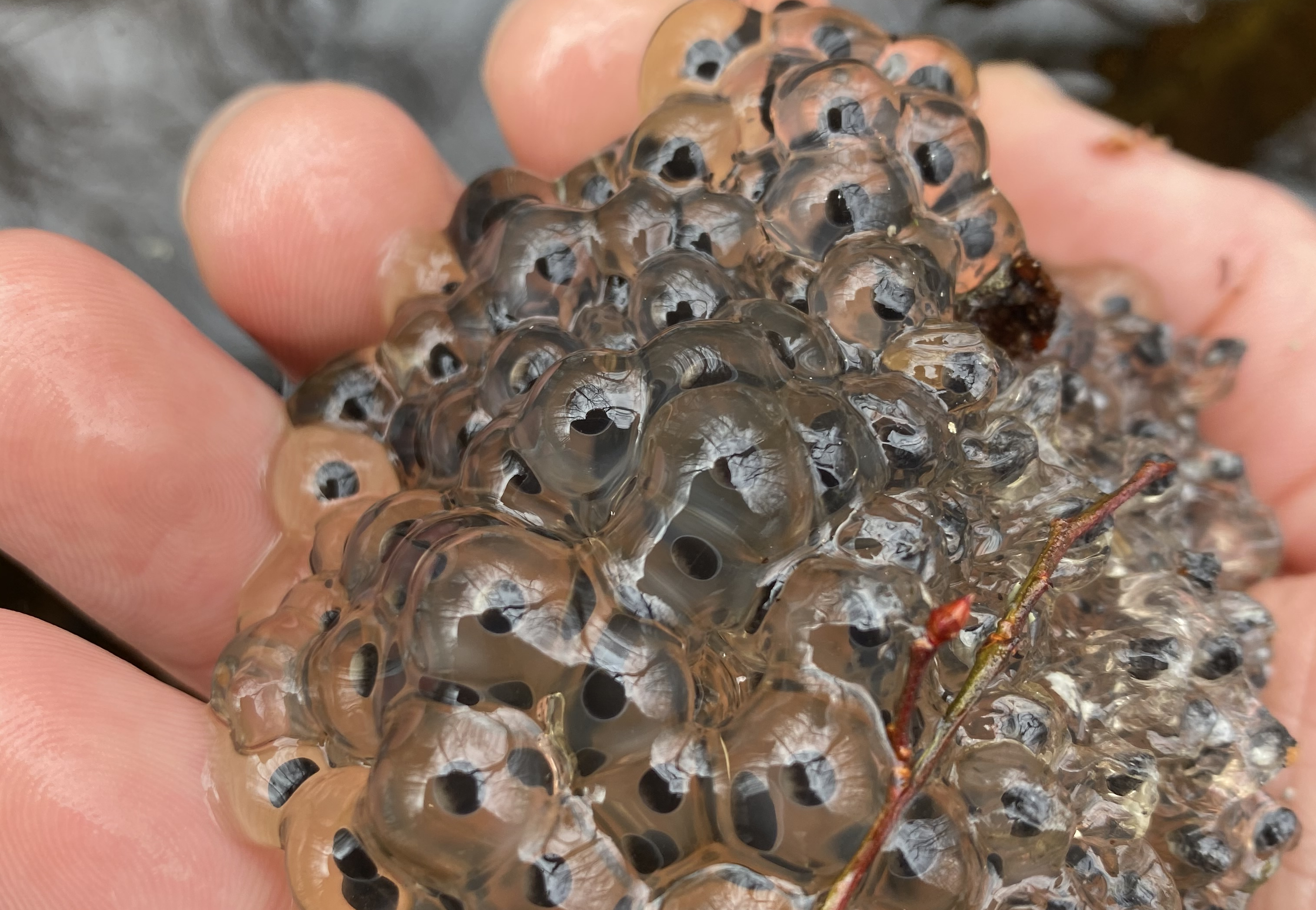 Image 4. Credit: Billet, et al (2025)