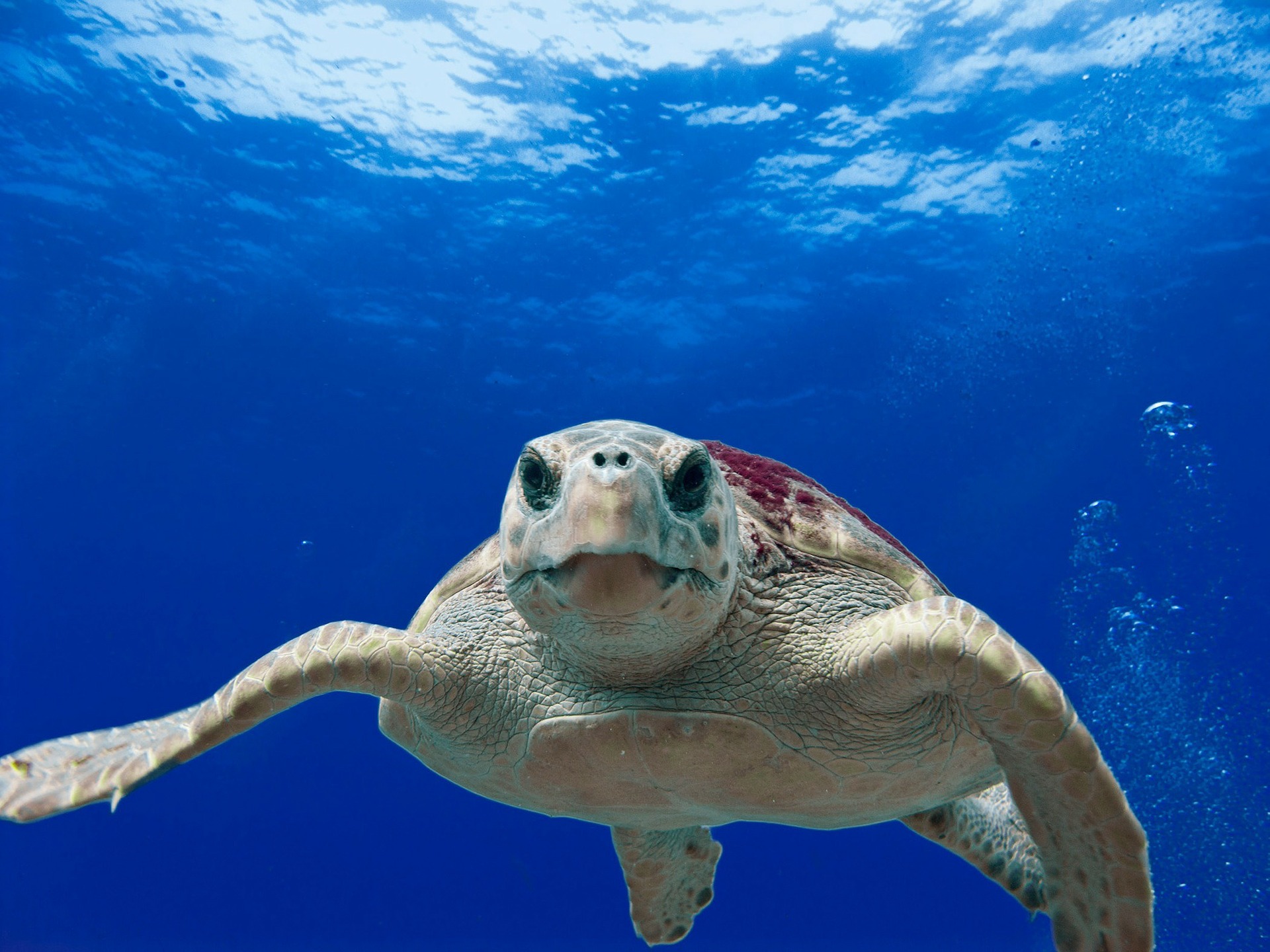 CC-0. https://www.stockvault.net/photo/233854/loggerhead-turtle