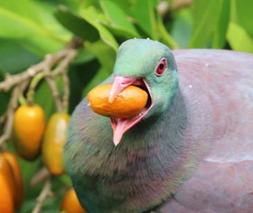 Kererū eating karaka fruit - photo by Geoff de Lisle