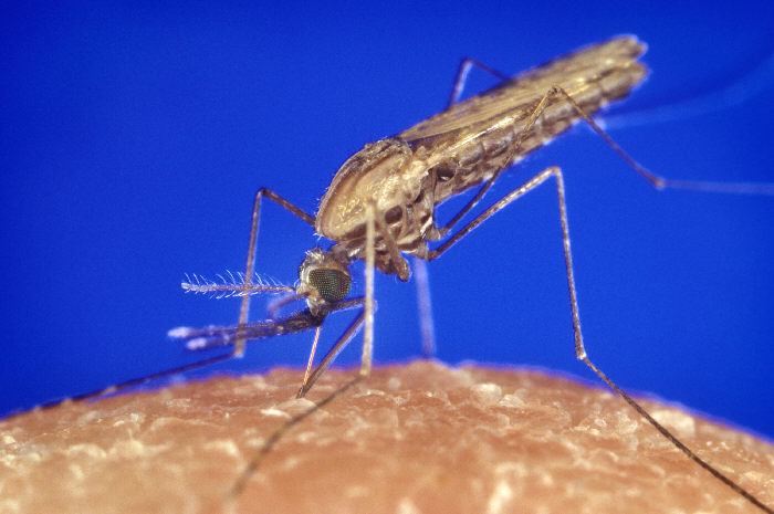 CC-0. https://picryl.com/media/anopheles-gambiae-mosquito-feeding-1354p-lores-11e8ee
