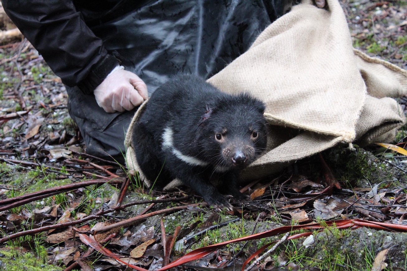 Photo: The Carnivore Conservancy / Caitlin Newton