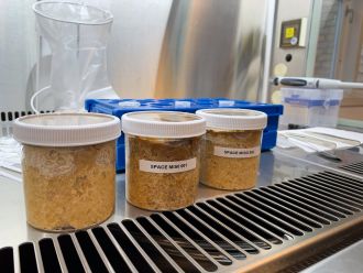 Sampling the three misos after fermentation