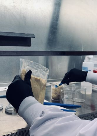 Portioning the miso mixture into containers for fermentation