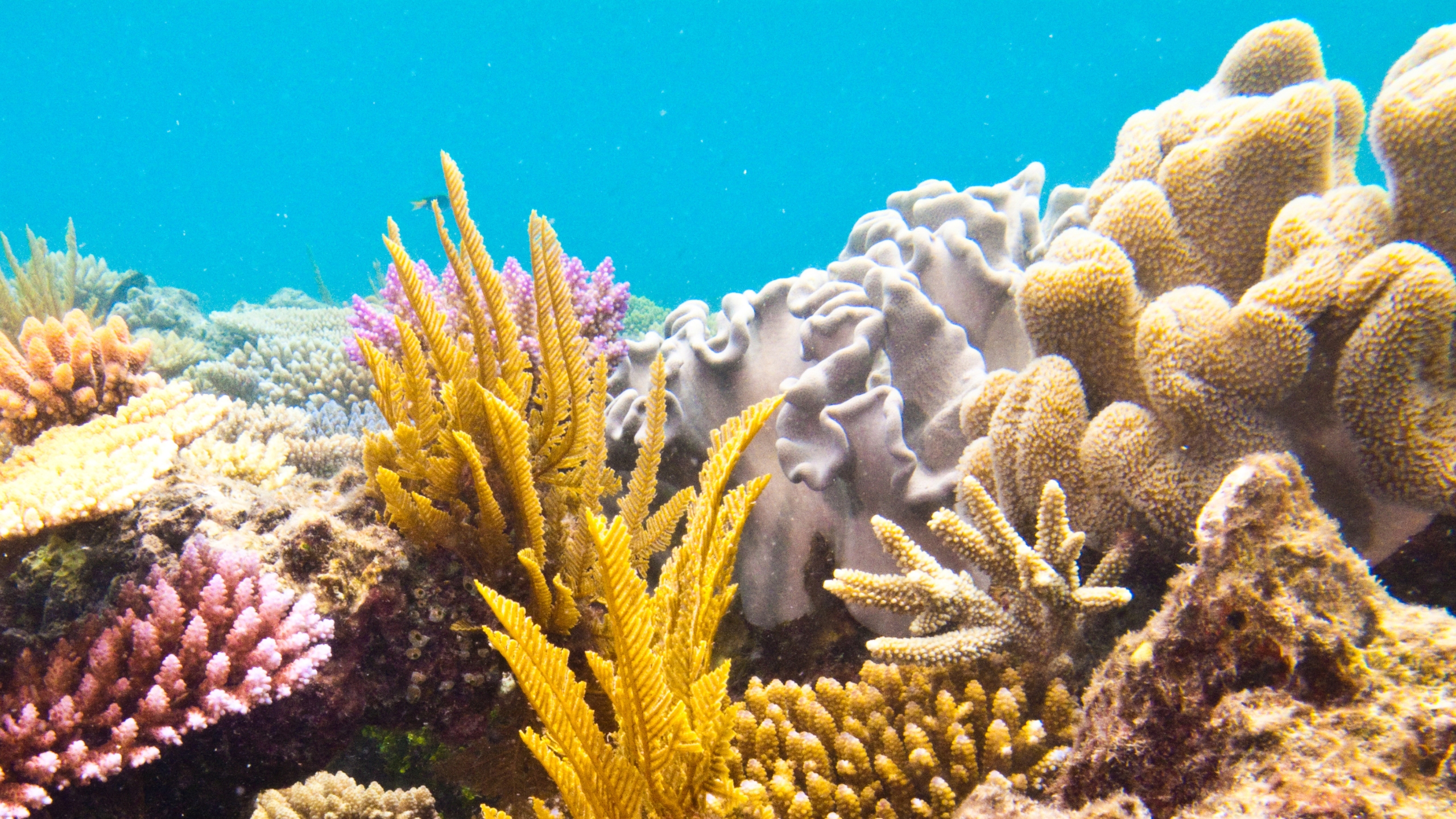 Reef scene with marine sponges and corals