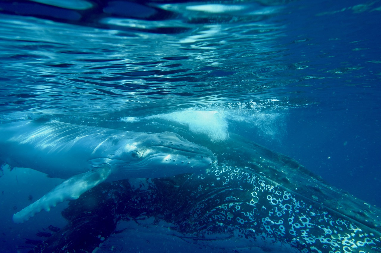  Humpback whale mother and calf on the New Caledonian breeding grounds. Credit: Marc Quintin
