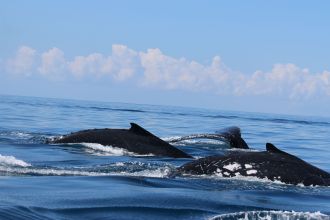 Humpback whale 