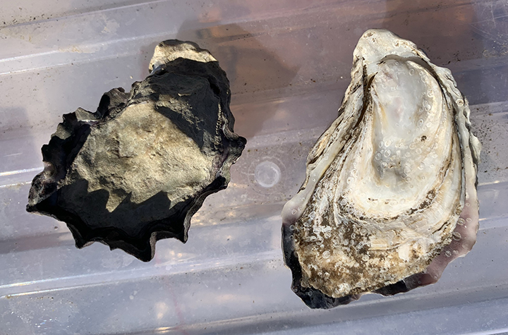 Oyster varieties found in the Richmond River in northern NSW (credit Southern Cross University)