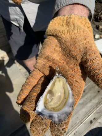 Shucked oyster in Richmond River 01_credit Southern Cross University