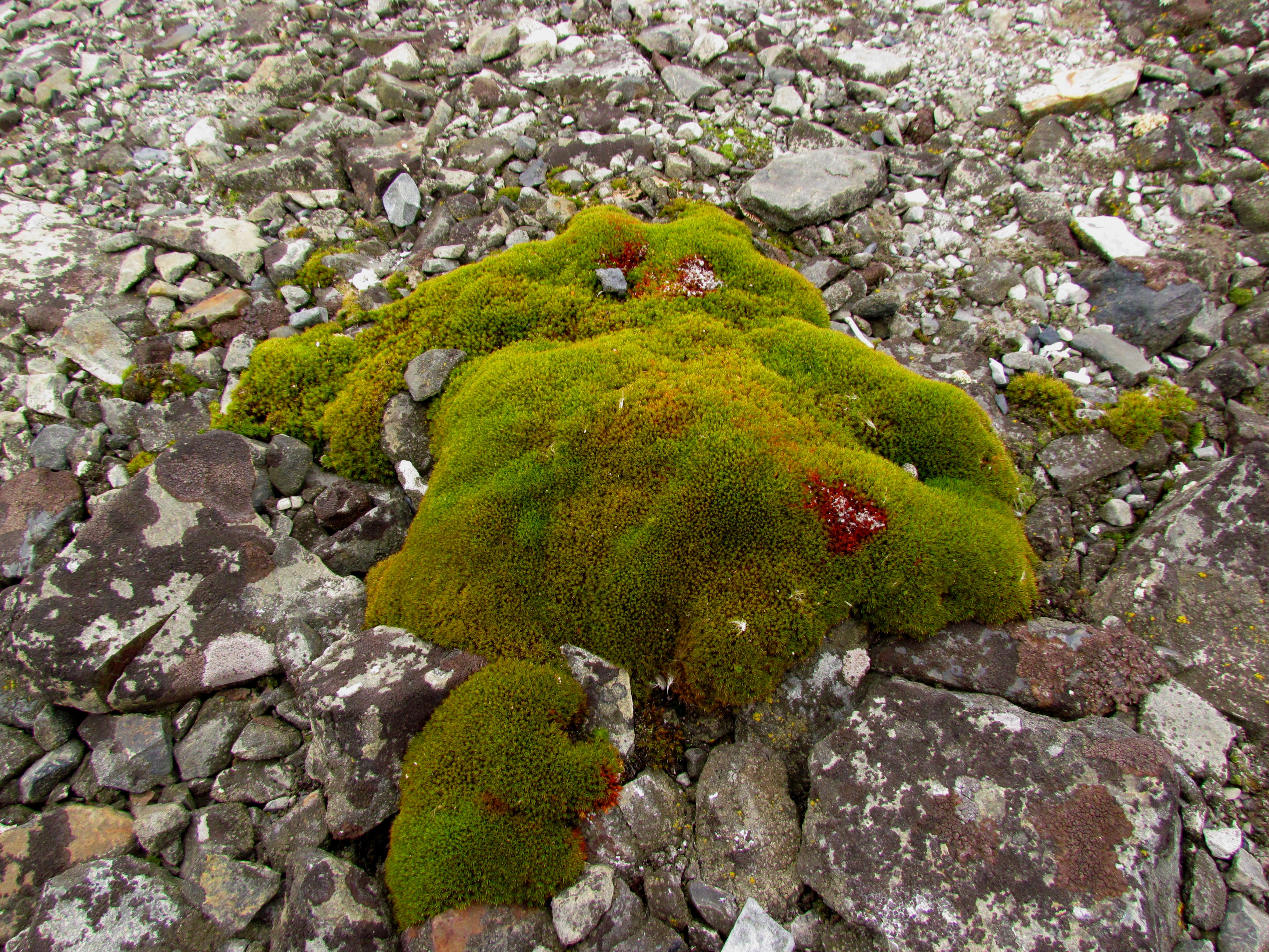 Moss at Esperanza Station, Graham Land, Antarctic Peninsula. Credit: Carloszelayeta, CC BY-SA 4.0 <https://creativecommons.org/licenses/by-sa/4.0>, via Wikimedia Commons