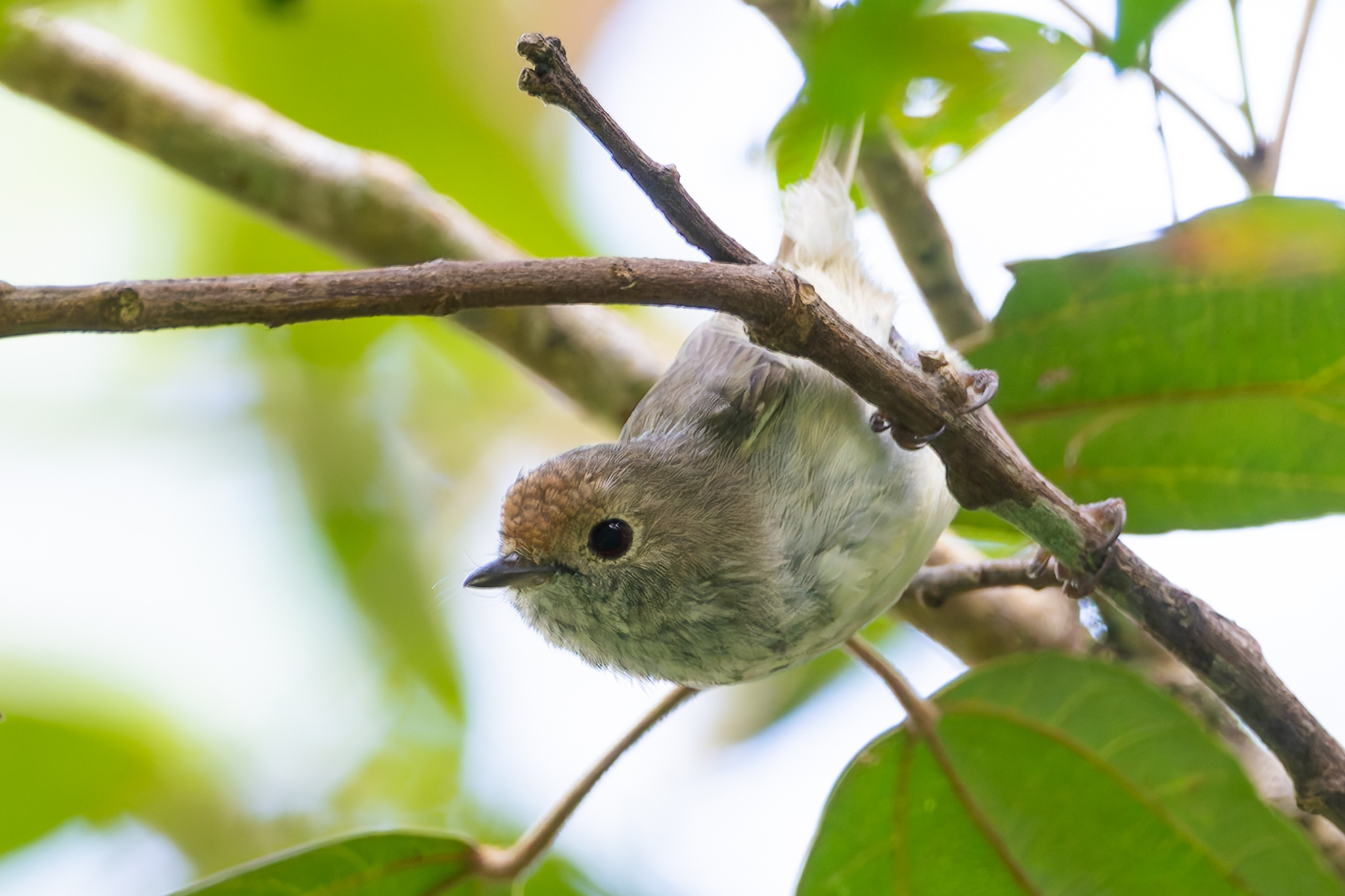  Brown Thornbill by Adam Jackson · no rights reserved
