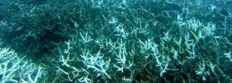 reef.jpg