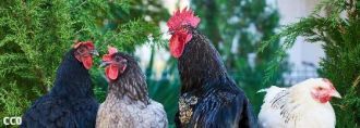 bird-flu.jpg