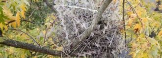 nest.jpg