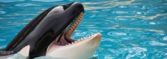 orca.jpg