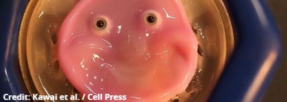 Credit: Kawai et al. / Cell Press