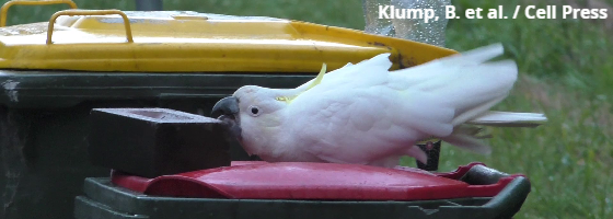 Klump, B. et al. / Cell Press
