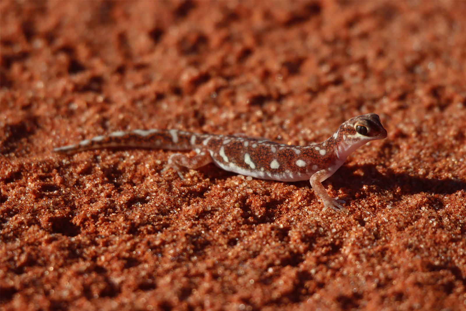 Researchers from UNSW say these insights could be used by the conservation managers of arid ecosystems in Australia. Photo: Prof. Mike Letnic.