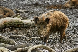 Small wild pig