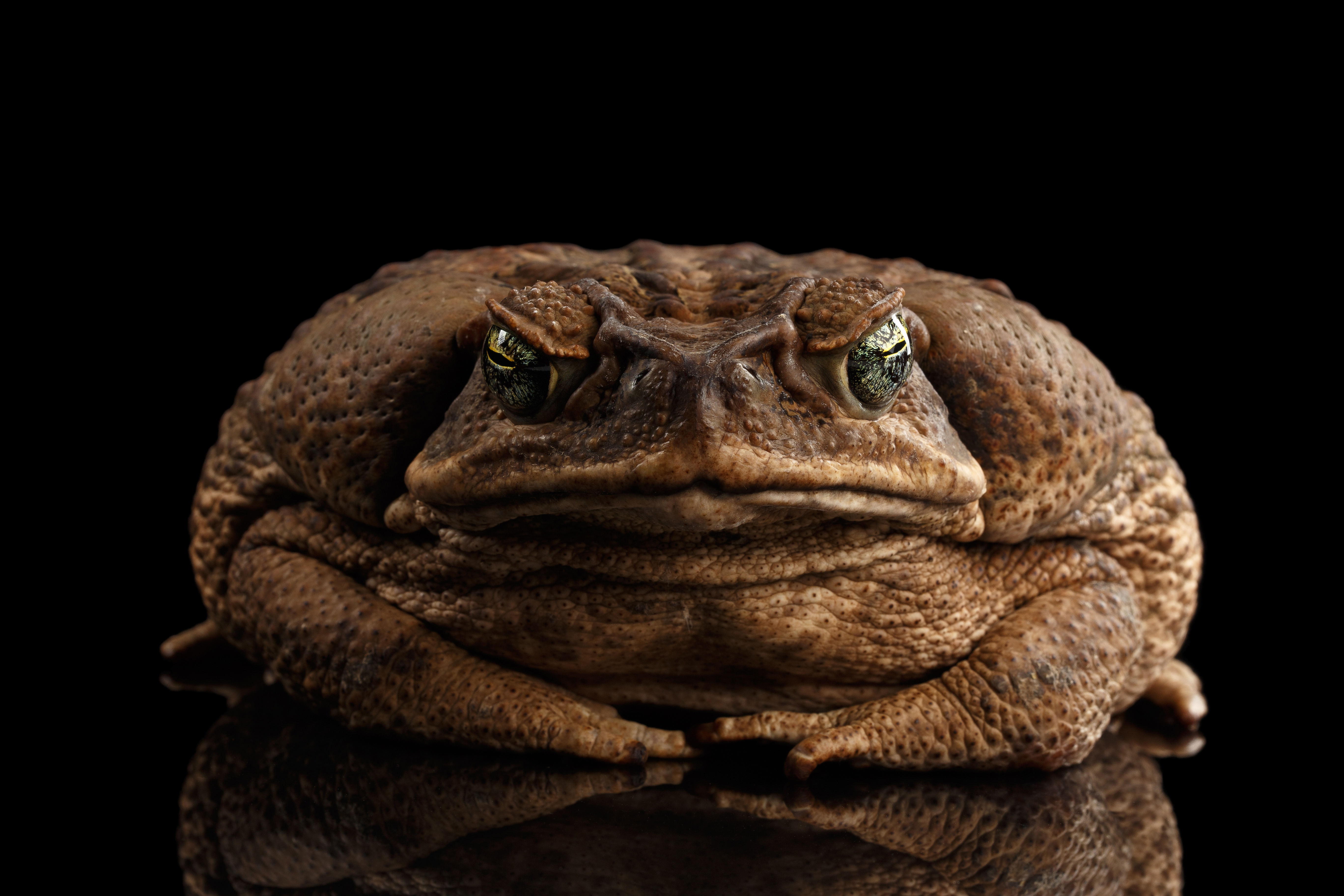 Cane toad. Source: Adobe Stock Images