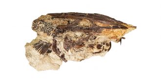 A paddlefish from Tanis