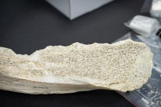 Bone tools found in Olduvai 2