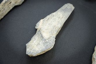 Bone tools found in Olduvai 3