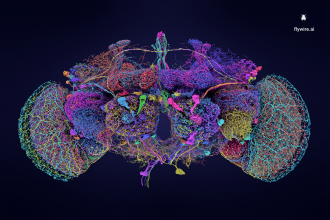 50 largest neurons of the fly brain connectome