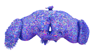 All 139,255 brain cells in the brain of an adult fruit fly.