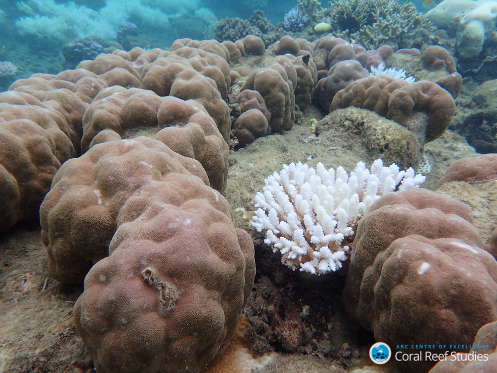 ARC Centre of Excellence for Coral Reef Studies/ Gergely Torda