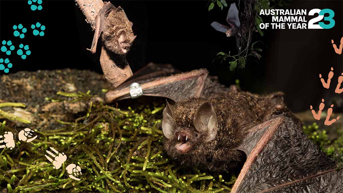 The golden-tipped bat is Australian Mammal of the Year 2023! Credit images: George Madani, Lindy Lumsden and Martin Schulz, and George Madani and Lacklan Hall