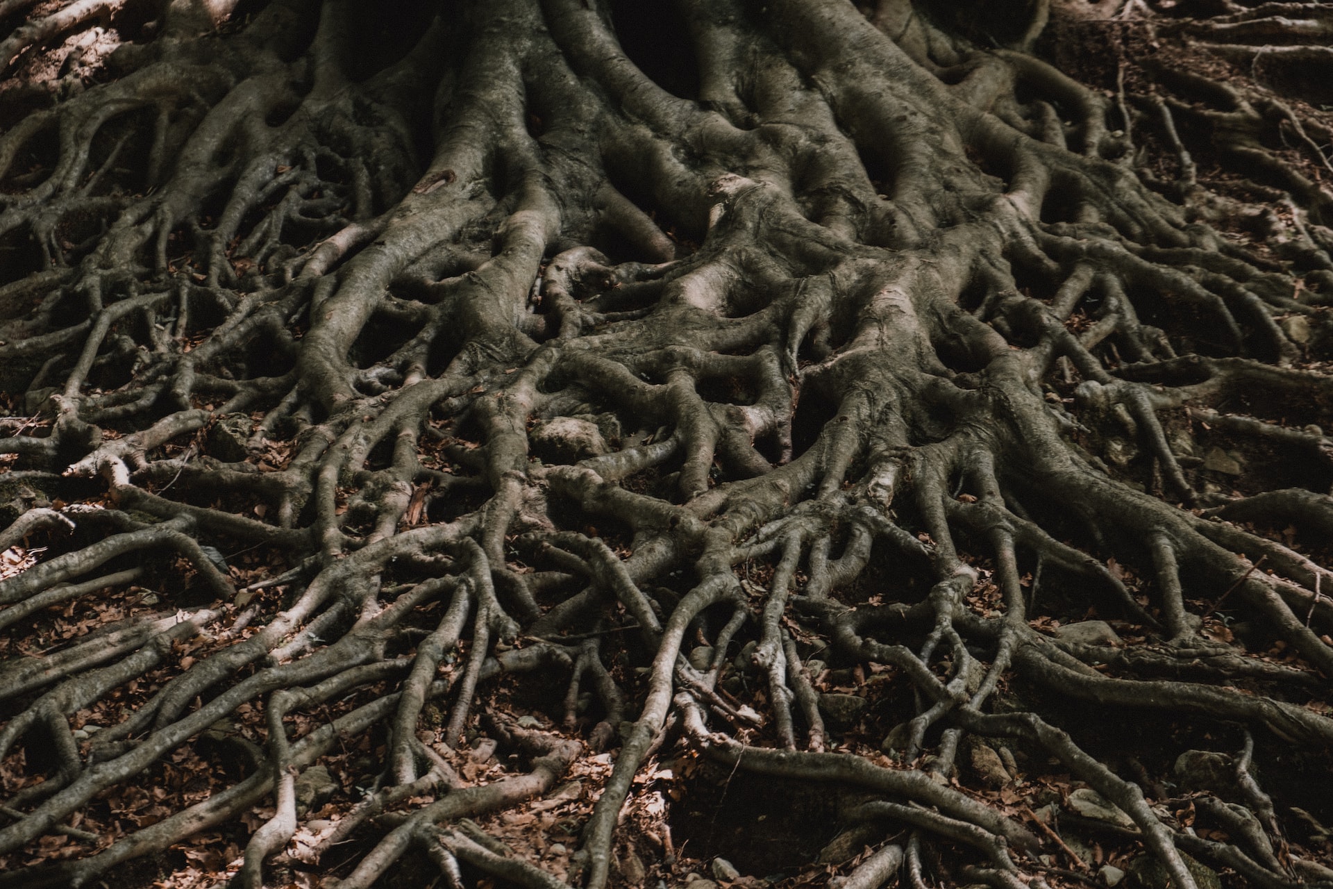 PHOTO: Matteo Grando/Unsplash