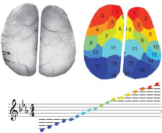 Simple audiovisualization of wide field neural activity 