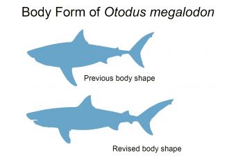 Megalodon body shape comparison