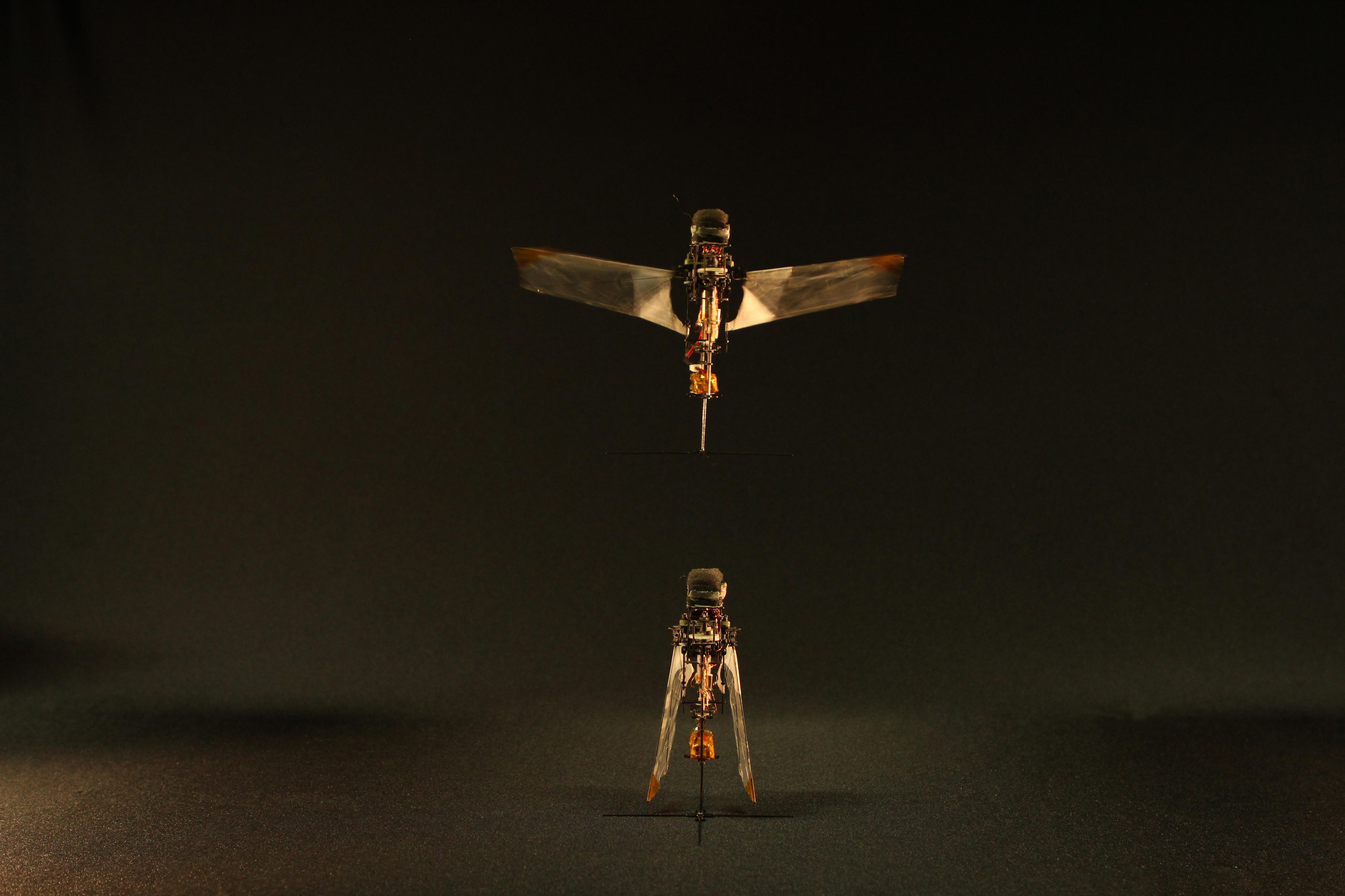 The flapping microrobot takes flight with passive deploying-retracting wings Credit: Hoang-Vu Phan