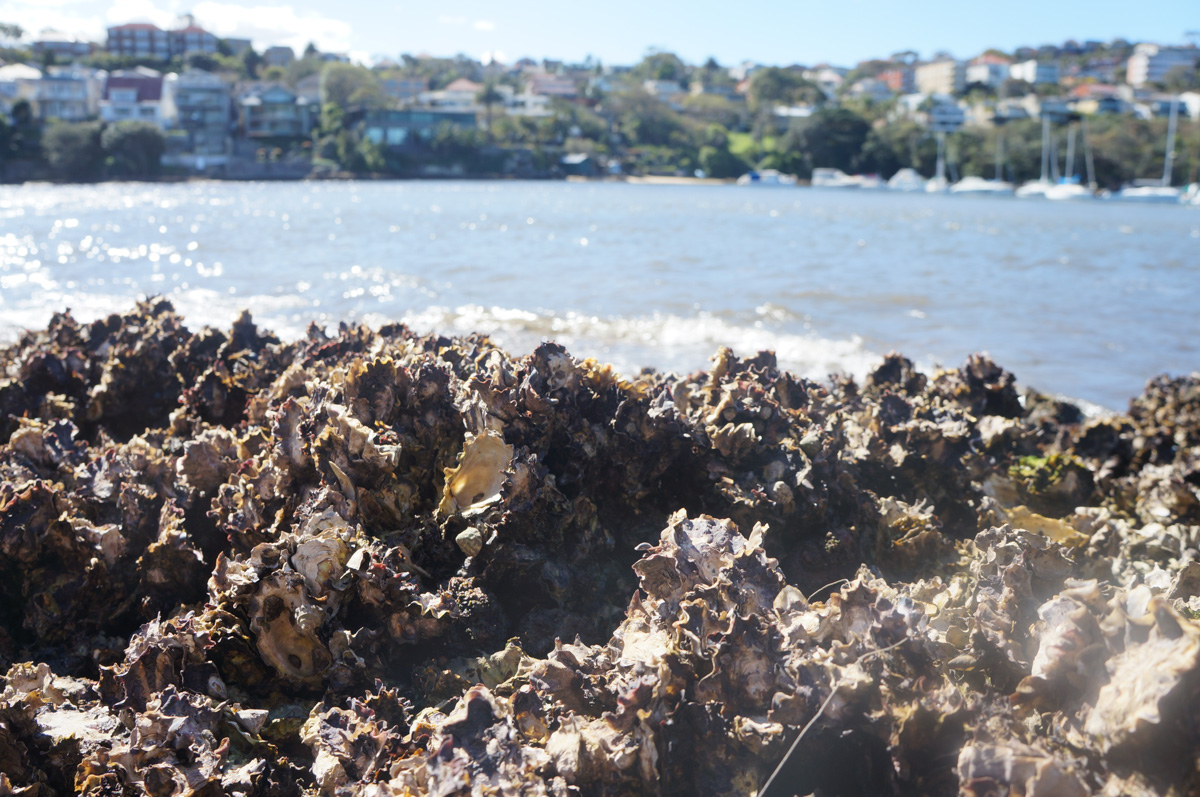 A native oyster bed on an urbanised coast. Credit: Dominic McAfee