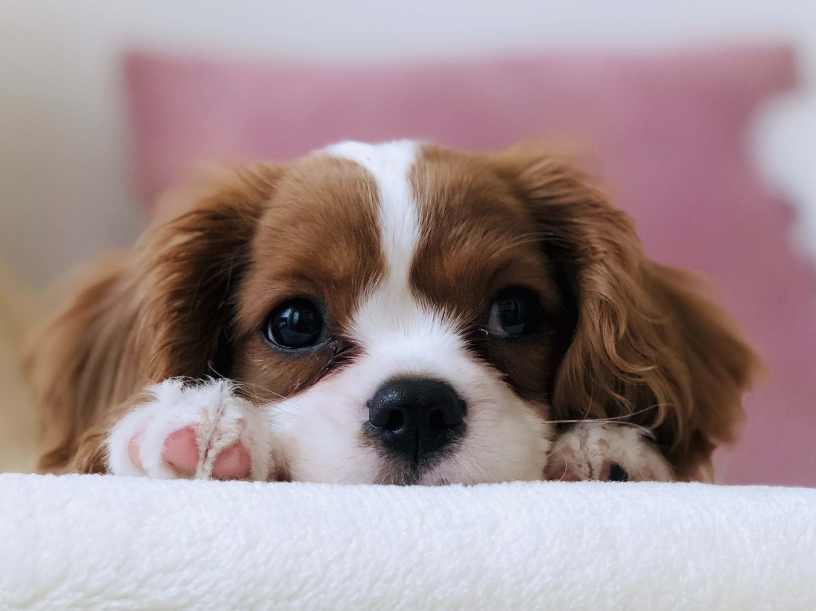 Photo by T.R Photography on Unsplash