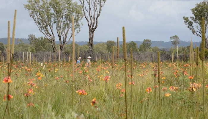 Field of Christmas Bell flowers Credit:Graham Pyke