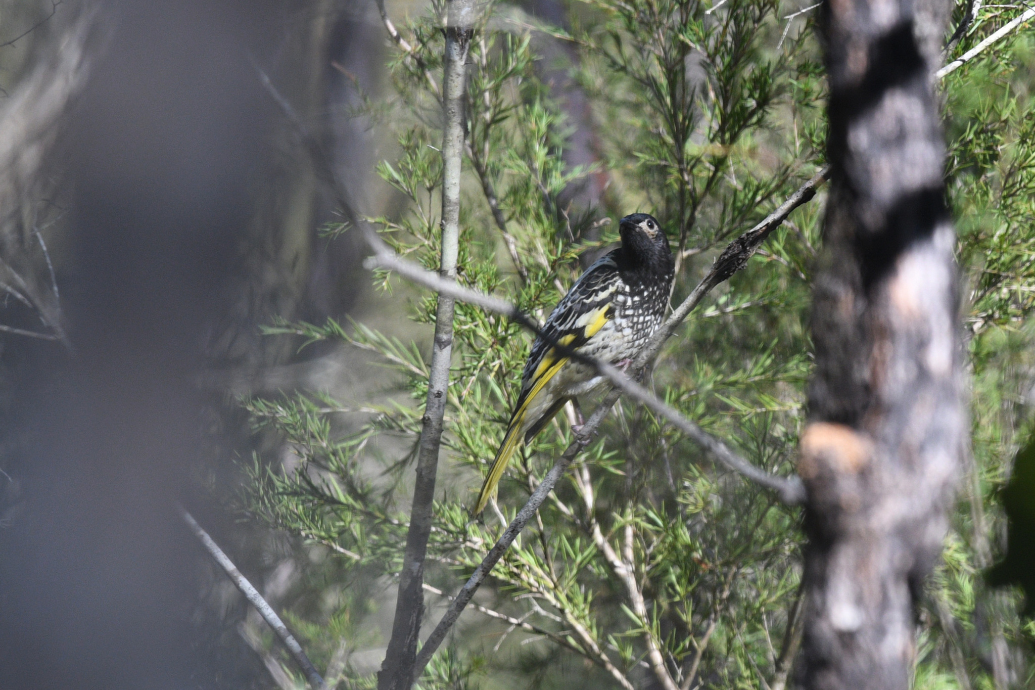 Nathan Ruser via iNaturalist